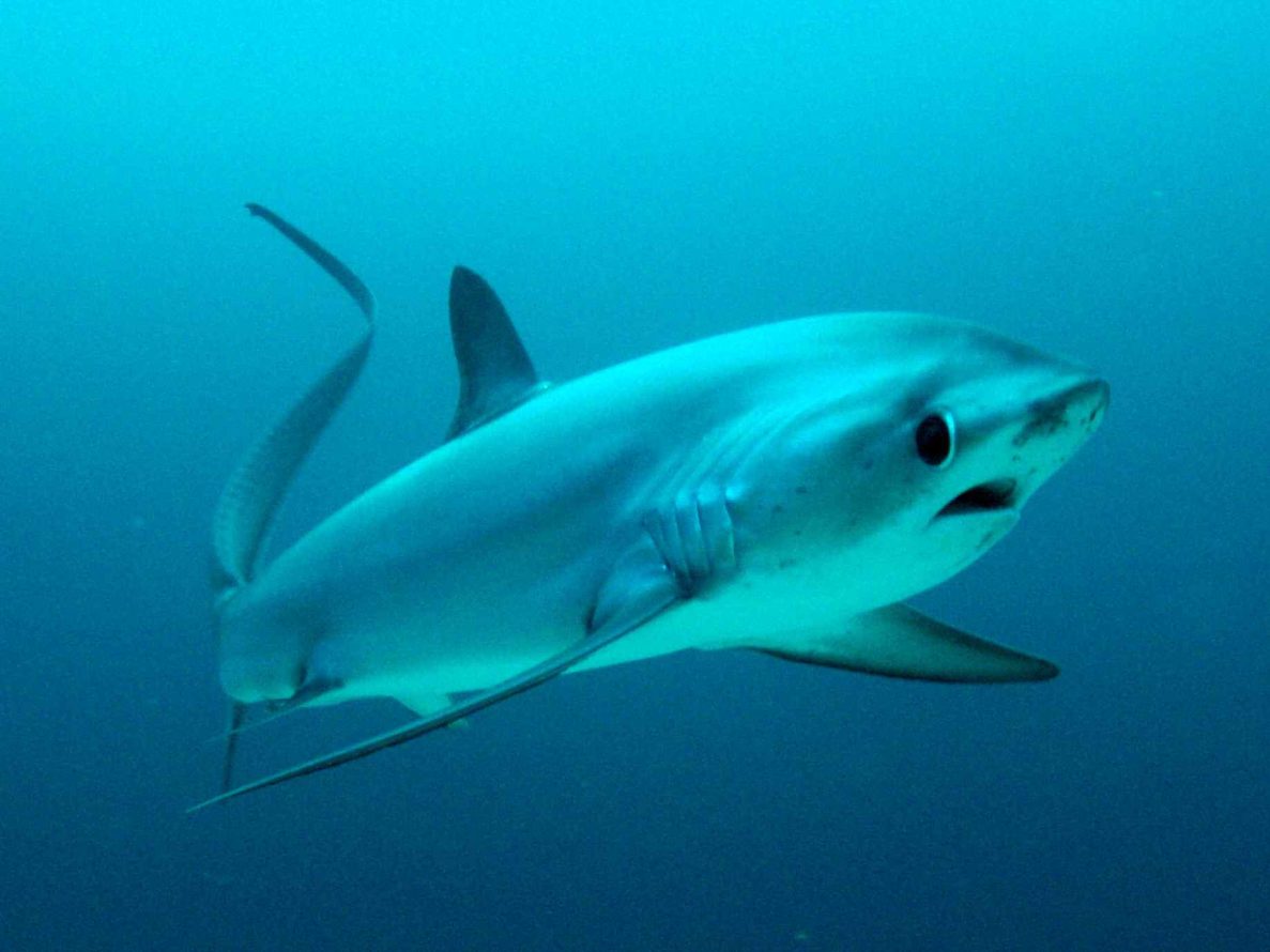 A pelagic thresher shark gliding past a cleaning station at Kimud Shoal, Malapascua, Philippines